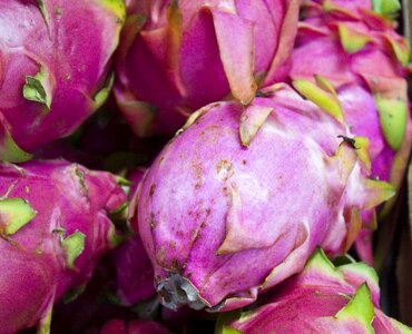 Pinkg exotic nature
