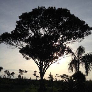 Annapolis tree dawn