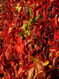 Ivy red leaves photo