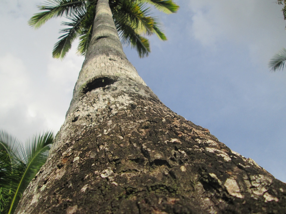 Tall tree organic
