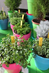 Healthy mediterranean herb pot