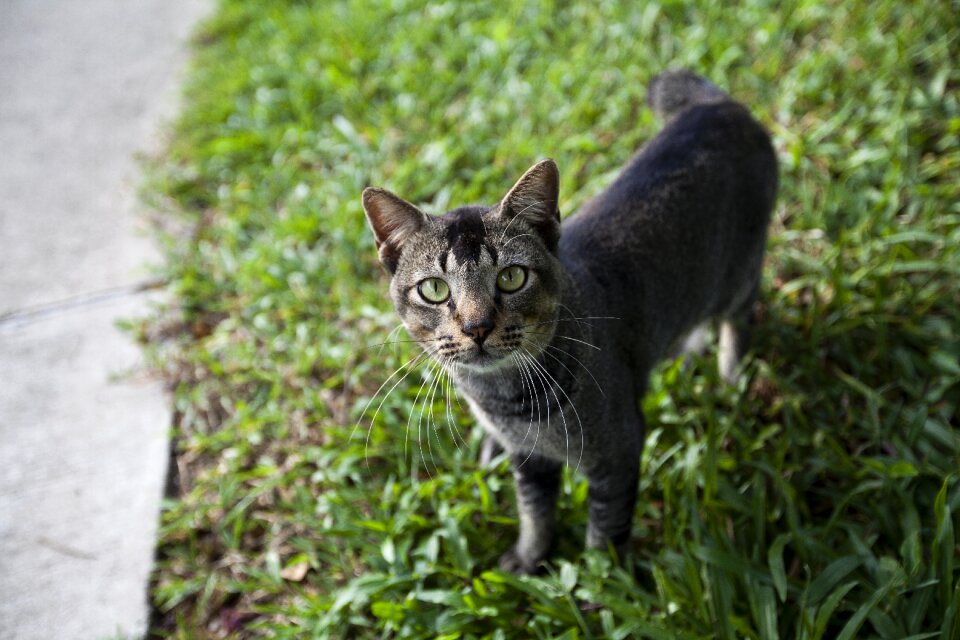 Feline pet