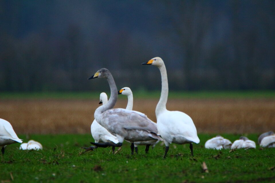 Swans flock of birds migratory bird