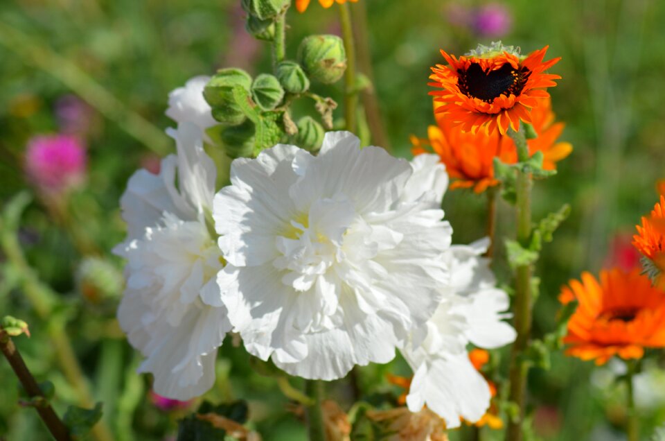 Pollen white summer flowers