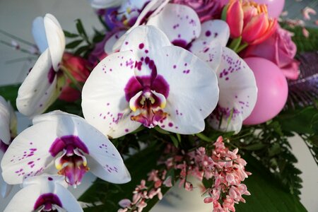 Orchid tulip spring photo
