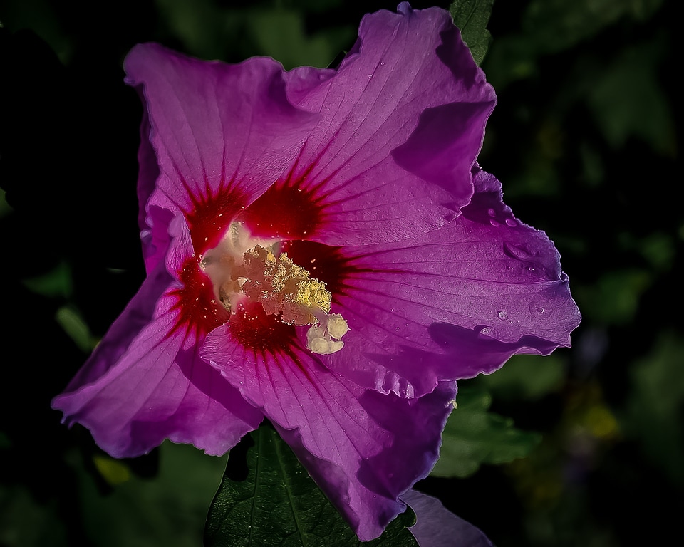Purple nature floral