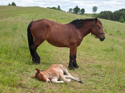Horses animal mammal