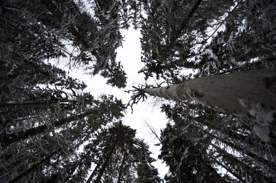 One of the different nature branches