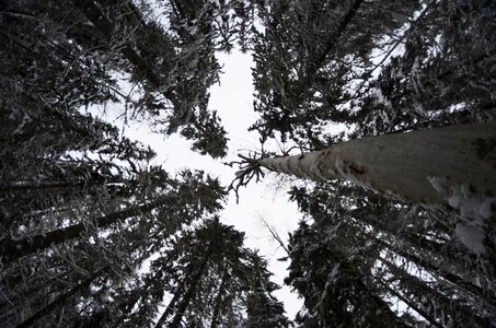 One of the different nature branches photo