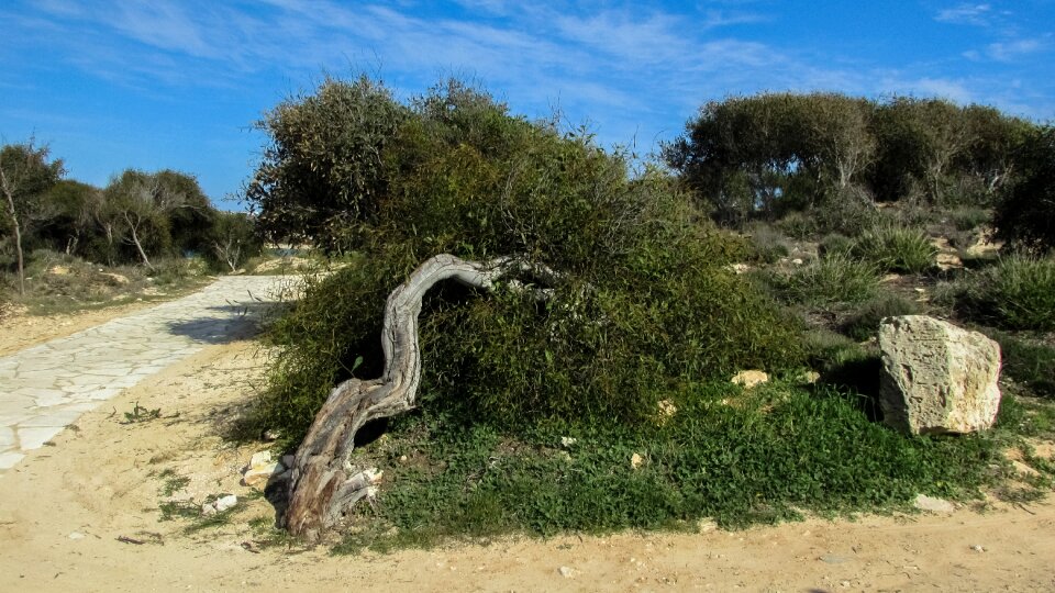 Tree path