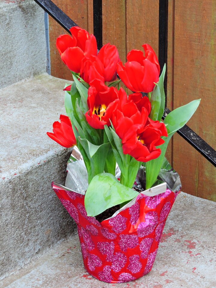 Gift spring valentine