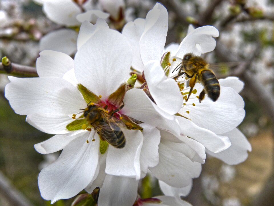 Bees libar almond flower