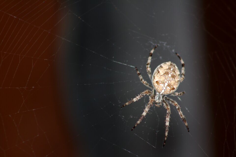 Spider spider web insect photo