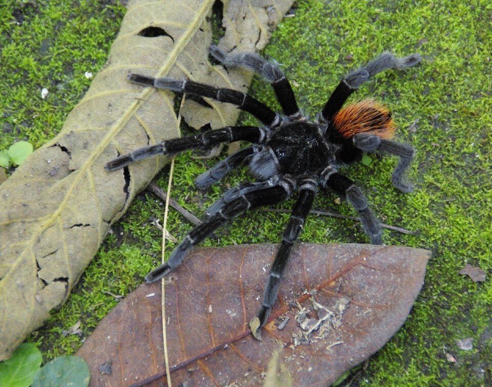Spider selva virgin forest