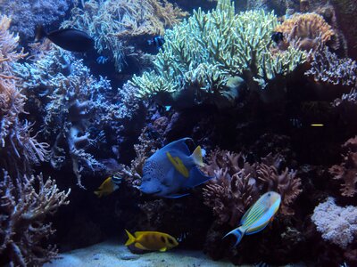 Aquarium fish tropical photo