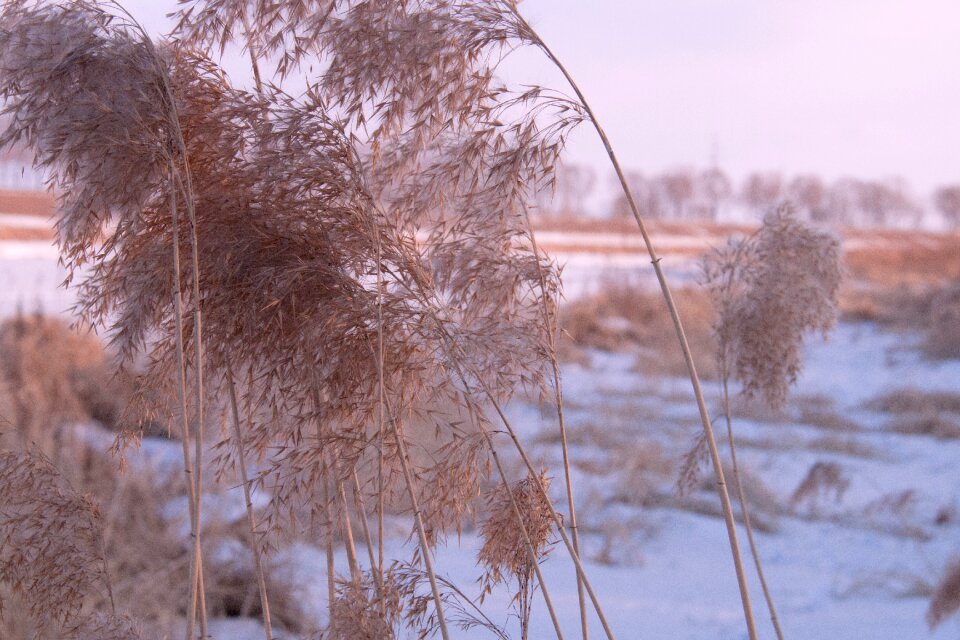 Snow winter Free photos