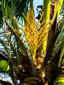 Coconut tree coconut palm blossom photo