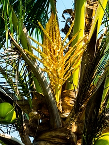 Coconut tree coconut palm blossom