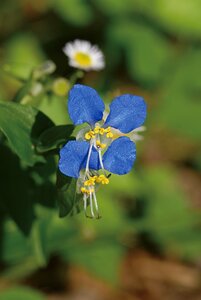 Flowers republic of korea plants photo