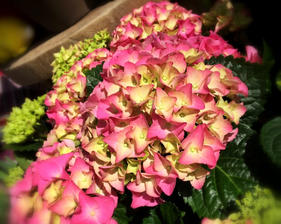 Summer hortensia bouquet of flowers