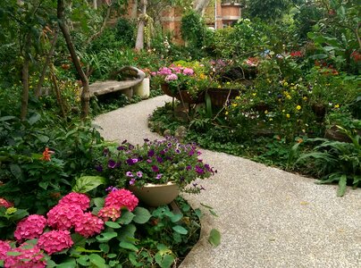 Courtyard hydrangea trail