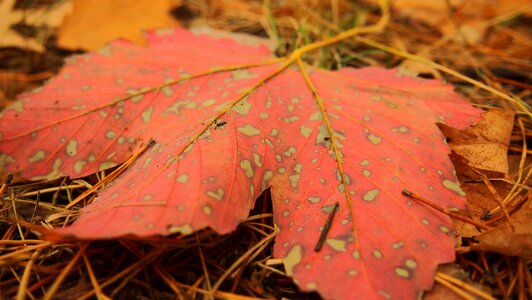 Sheet maple leaf closeup