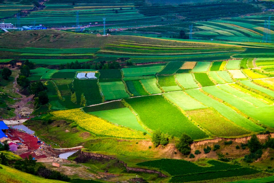 Plant landscape asia