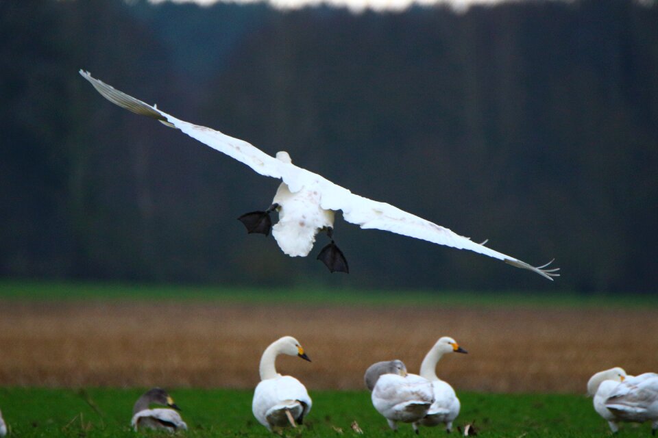 Bird swans flock of birds