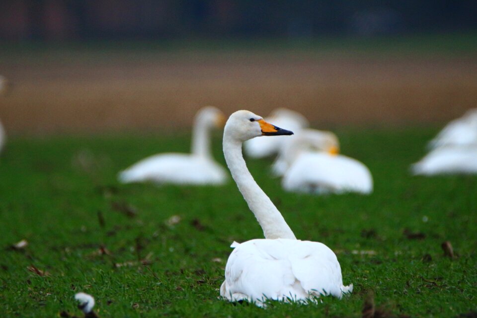 Swans flock of birds migratory bird