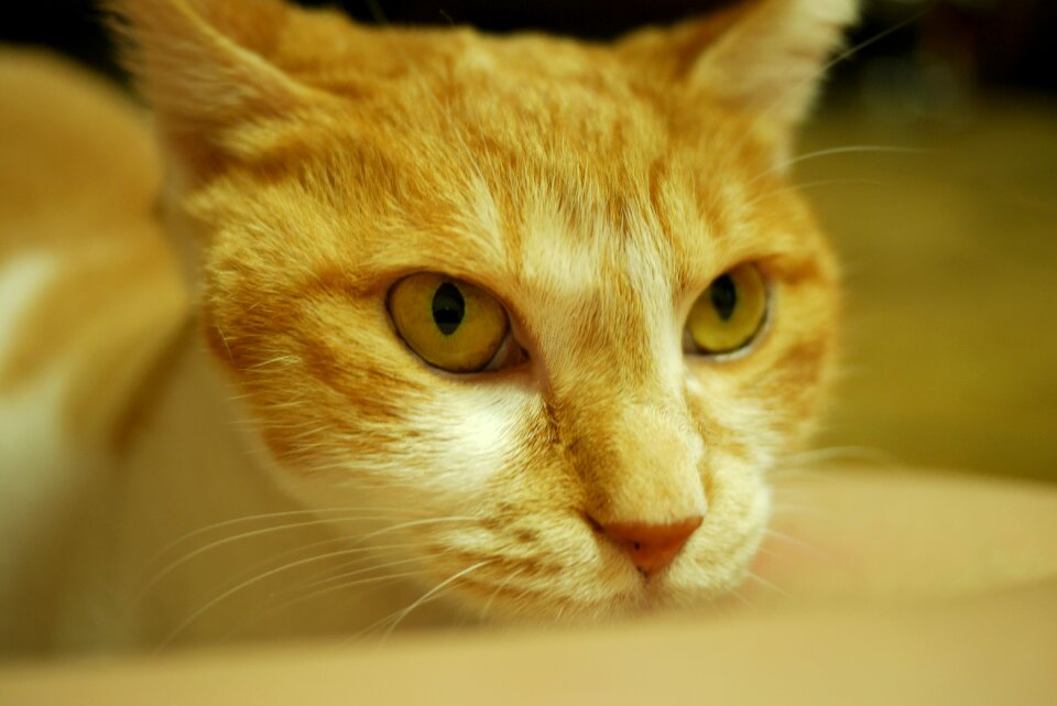 Short-hair-cat nose short korea short hair