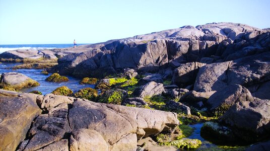 Vegetation ocean litoral photo