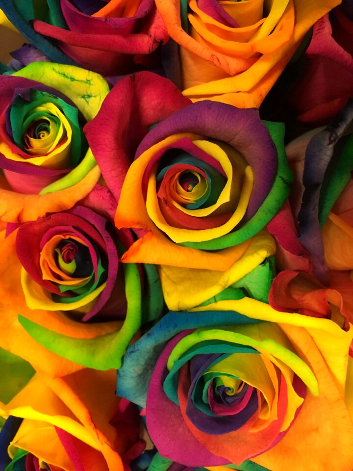 Nature rainbow roses