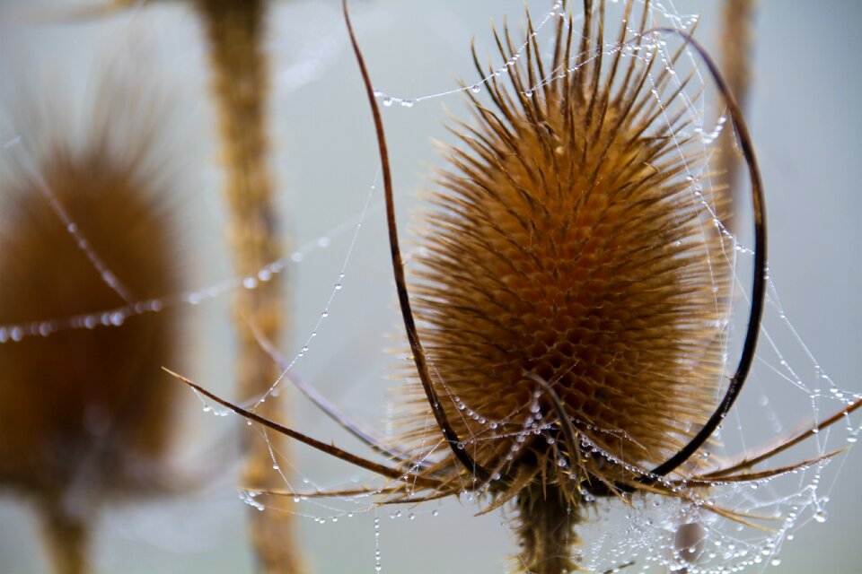 Spider webs cobwebs morgenstimmung photo