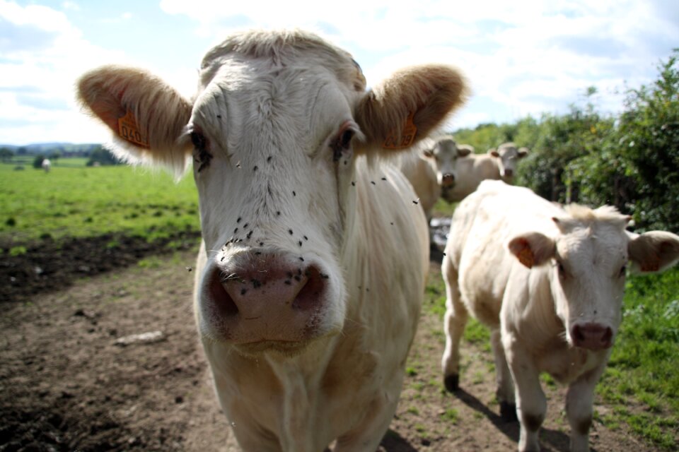 Cows animals mammal