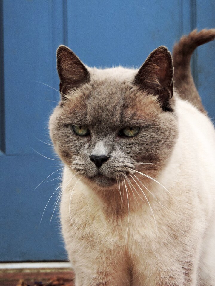 Feline animal outdoors