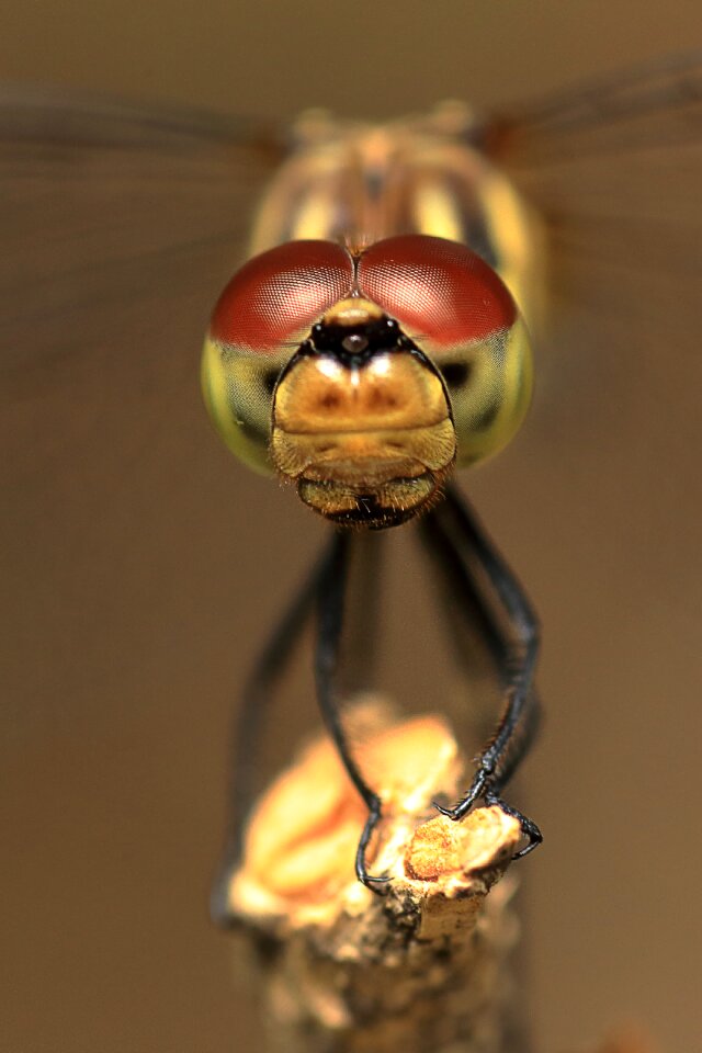 Red dragonfly affix macro