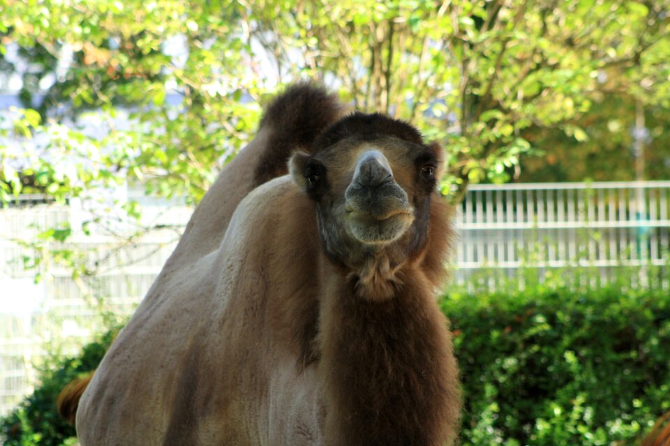 Zoo lips kussmaul