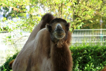 Zoo lips kussmaul