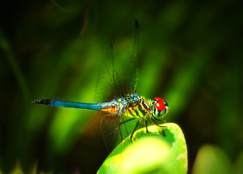 Nature summer