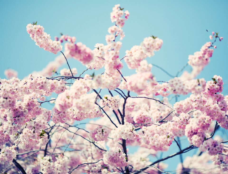 Blossom nature spring