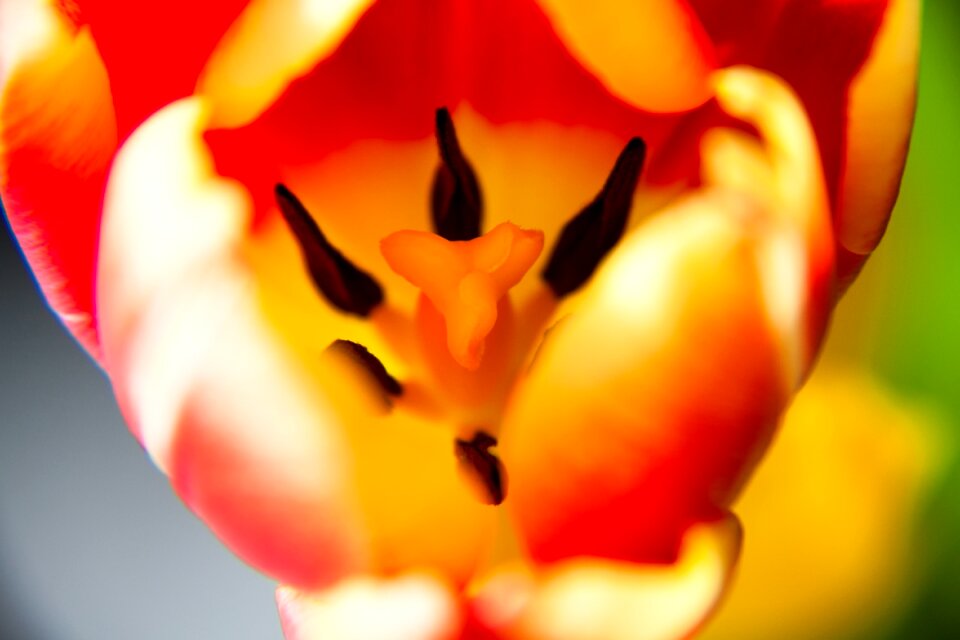 Flowers blossom pistil