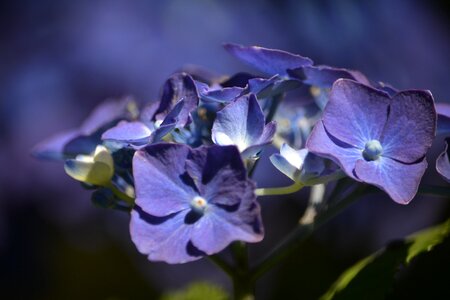 Violet flowery garden photo