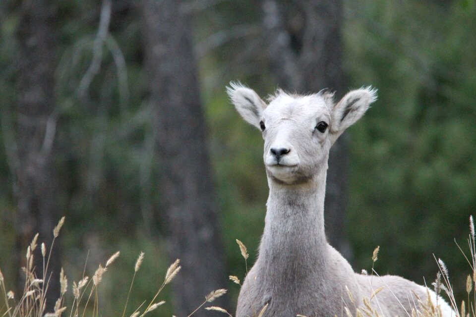 Wildlife america canada