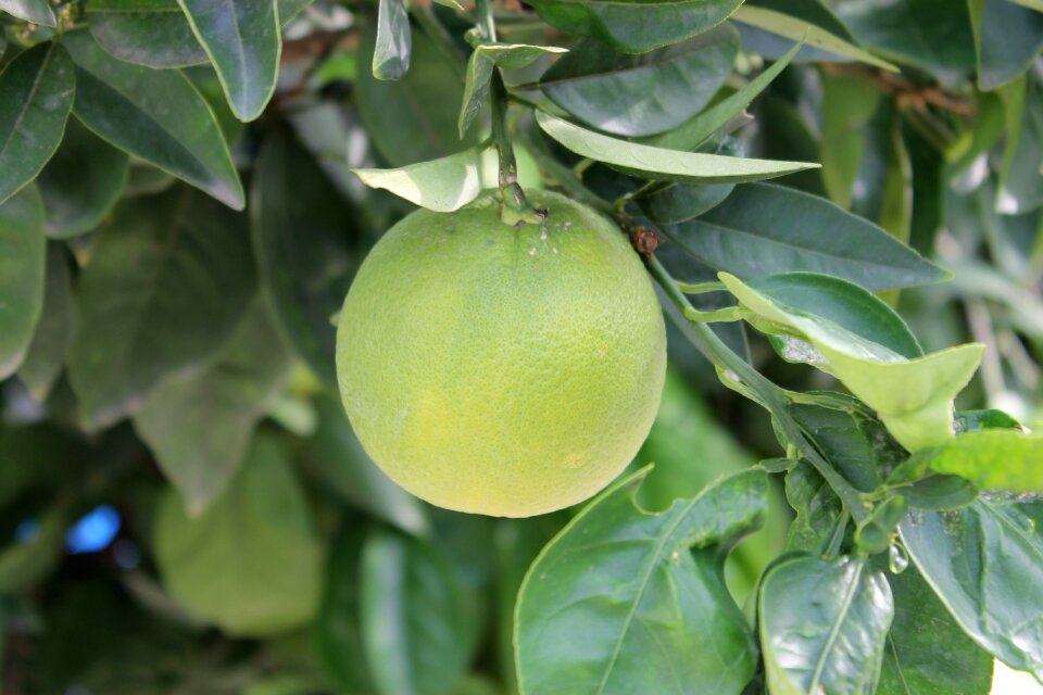Orange fruit garden