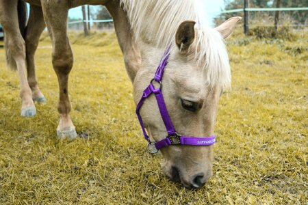 Dun pasture foal photo