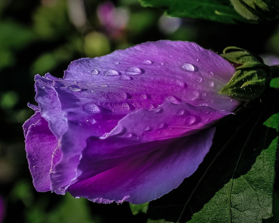 Drops raindrops nature