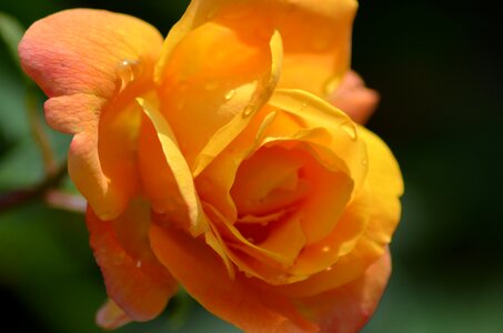 Yellow orange flowers photo