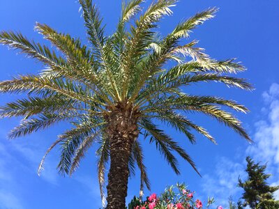 Vegetation balearic islands formentera photo