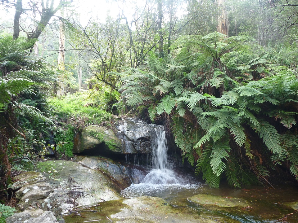 Australia new south wales ferns