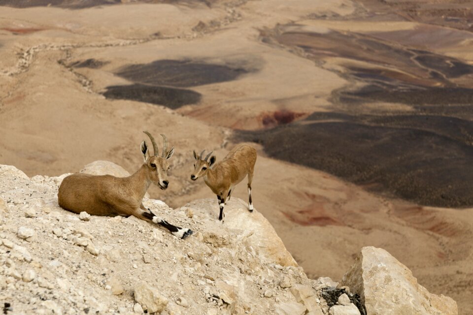 Animals fauna wild